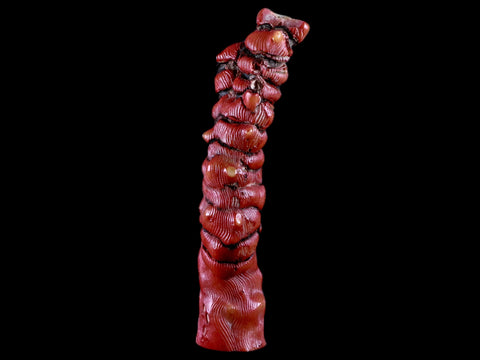 XL 5.5" Red Bamboo Coral Branch Deep-Sea Coral Color Enhanced 5.2 Ounces - Fossil Age Minerals