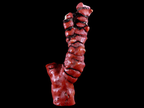 XL 5.5" Red Bamboo Coral Branch Deep-Sea Coral Color Enhanced 5.2 Ounces - Fossil Age Minerals