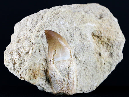 1.9" Mosasaur Prognathodon Fossil Tooth Root In Matrix Cretaceous Dinosaur Era COA