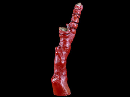 XL 6" Red Bamboo Coral Branches Deep-Sea Coral Color Enhanced 4.2 Ounces