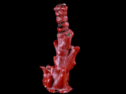 XL 4.9" Red Bamboo Coral Branches Deep-Sea Coral Color Enhanced 4.7 Ounces - Fossil Age Minerals