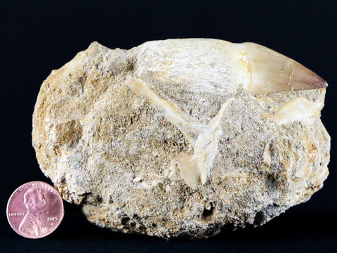 2.4" Mosasaur Prognathodon Fossil Tooth Root In Matrix Cretaceous Dinosaur Era COA - Fossil Age Minerals