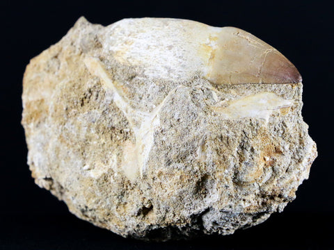 2.4" Mosasaur Prognathodon Fossil Tooth Root In Matrix Cretaceous Dinosaur Era COA - Fossil Age Minerals
