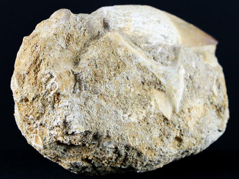 2.4" Mosasaur Prognathodon Fossil Tooth Root In Matrix Cretaceous Dinosaur Era COA - Fossil Age Minerals