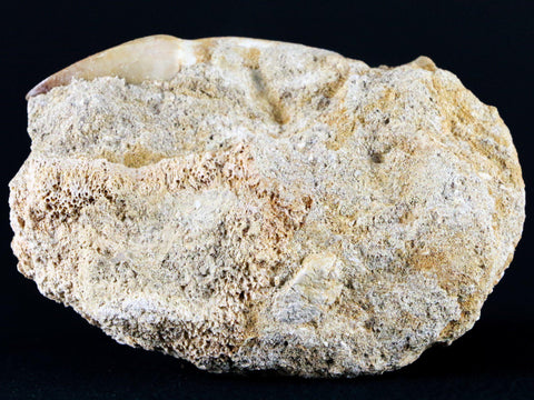 2.4" Mosasaur Prognathodon Fossil Tooth Root In Matrix Cretaceous Dinosaur Era COA - Fossil Age Minerals