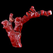 XL 5.2" Red Bamboo Coral Branches Deep-Sea Coral Color Enhanced 4.7 Ounces