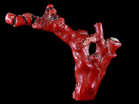 XL 5.2" Red Bamboo Coral Branches Deep-Sea Coral Color Enhanced 4.7 Ounces
