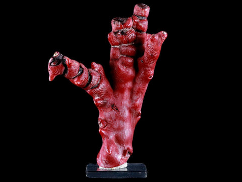 XL 5.6" Red Bamboo Coral Branches Deep-Sea Coral Color Enhanced 7.8 Ounces - Fossil Age Minerals