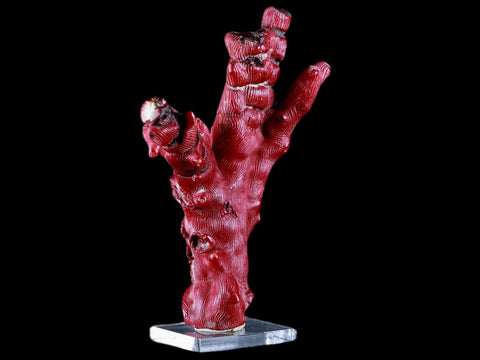 XL 5.6" Red Bamboo Coral Branches Deep-Sea Coral Color Enhanced 7.8 Ounces - Fossil Age Minerals