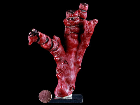 XL 5.6" Red Bamboo Coral Branches Deep-Sea Coral Color Enhanced 7.8 Ounces - Fossil Age Minerals