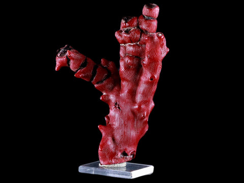 XL 5.6" Red Bamboo Coral Branches Deep-Sea Coral Color Enhanced 7.8 Ounces - Fossil Age Minerals
