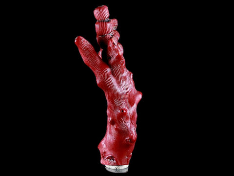 XL 5.6" Red Bamboo Coral Branches Deep-Sea Coral Color Enhanced 7.8 Ounces - Fossil Age Minerals