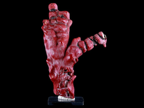 XL 5.6" Red Bamboo Coral Branches Deep-Sea Coral Color Enhanced 7.8 Ounces - Fossil Age Minerals