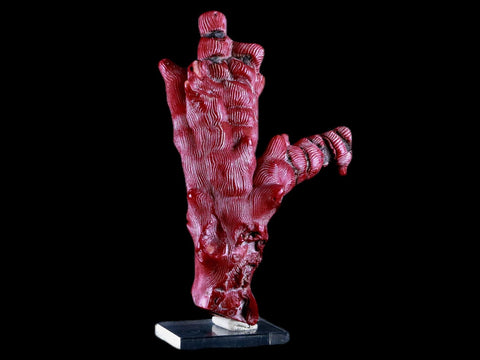 XL 5.6" Red Bamboo Coral Branches Deep-Sea Coral Color Enhanced 7.8 Ounces - Fossil Age Minerals