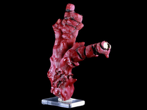 XL 5.6" Red Bamboo Coral Branches Deep-Sea Coral Color Enhanced 7.8 Ounces - Fossil Age Minerals