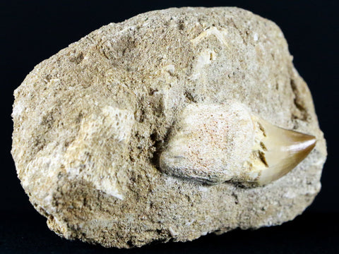 2" Mosasaur Prognathodon Fossil Tooth Root In Matrix Cretaceous Dinosaur Era COA - Fossil Age Minerals