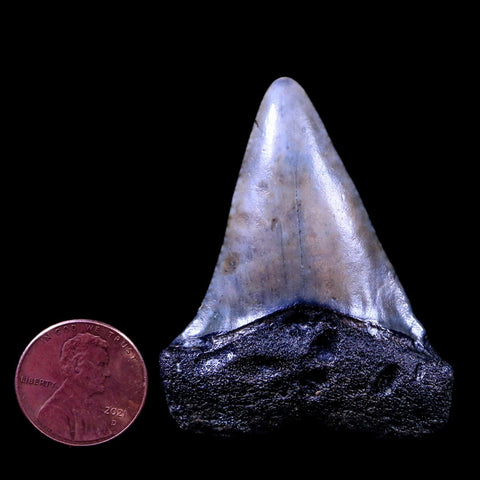 2" Quality Hastalis Mako Tooth Serrated Fossil Natural Miocene Age - Fossil Age Minerals