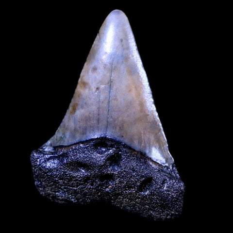 2" Quality Hastalis Mako Tooth Serrated Fossil Natural Miocene Age - Fossil Age Minerals