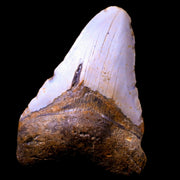 3.9" Quality Megalodon Shark Tooth Serrated Fossil Natural Miocene Age COA
