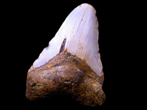 3.9" Quality Megalodon Shark Tooth Serrated Fossil Natural Miocene Age COA - Fossil Age Minerals