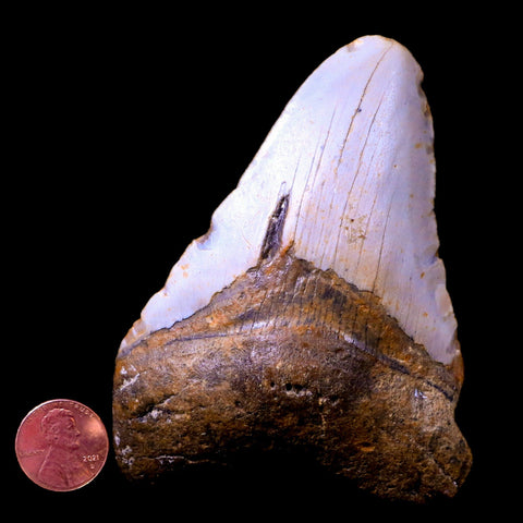 3.9" Quality Megalodon Shark Tooth Serrated Fossil Natural Miocene Age COA - Fossil Age Minerals
