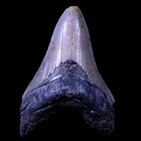 XL 4" Quality Megalodon Shark Tooth Serrated Fossil Natural Miocene Age COA - Fossil Age Minerals