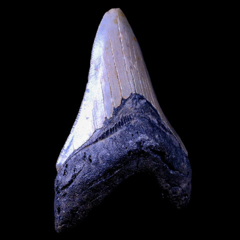 XL 4" Quality Megalodon Shark Tooth Serrated Fossil Natural Miocene Age COA - Fossil Age Minerals