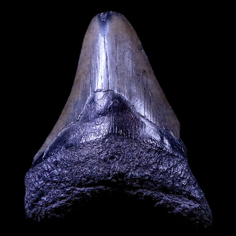 3.4" Quality Megalodon Shark Tooth Serrated Fossil Natural Miocene Age COA - Fossil Age Minerals