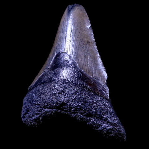 3.4" Quality Megalodon Shark Tooth Serrated Fossil Natural Miocene Age COA - Fossil Age Minerals