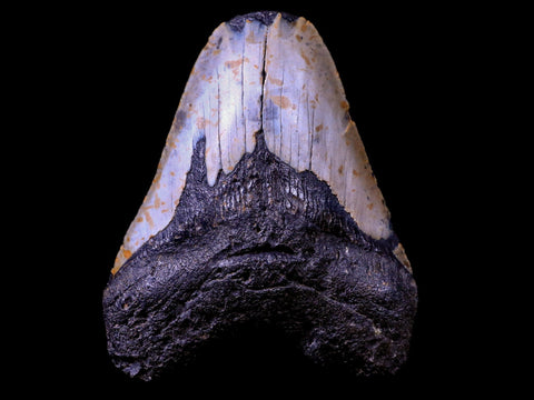 XL 4.3" Quality Megalodon Shark Tooth Serrated Fossil Natural Miocene Age COA - Fossil Age Minerals
