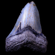 3.8" Quality Megalodon Shark Tooth Serrated Fossil Natural Miocene Age COA