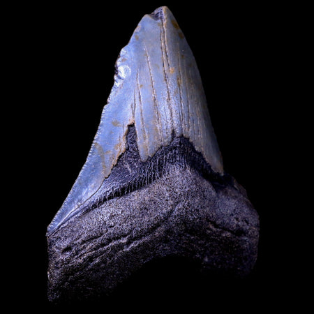 3.8" Quality Megalodon Shark Tooth Serrated Fossil Natural Miocene Age COA