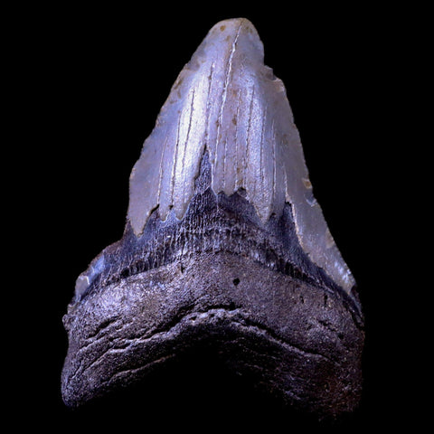 3.8" Quality Megalodon Tooth Serrated Fossil Natural Miocene Age COA - Fossil Age Minerals