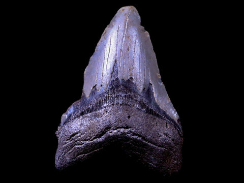 3.8" Quality Megalodon Tooth Serrated Fossil Natural Miocene Age COA - Fossil Age Minerals