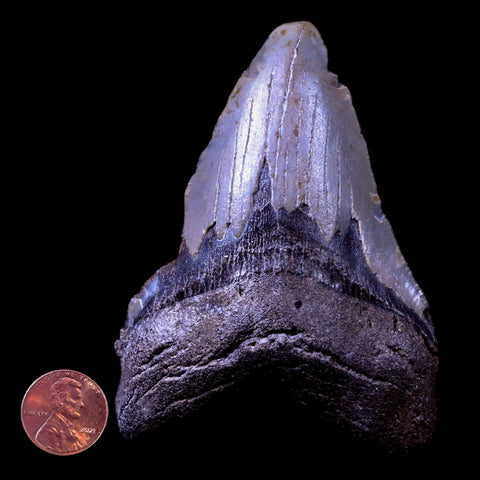 3.8" Quality Megalodon Shark Tooth Serrated Fossil Natural Miocene Age COA - Fossil Age Minerals