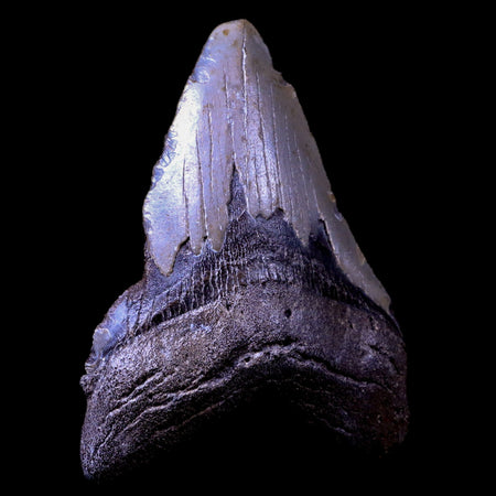 3.8" Quality Megalodon Tooth Serrated Fossil Natural Miocene Age COA