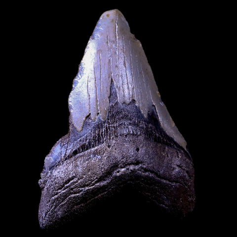 3.8" Quality Megalodon Shark Tooth Serrated Fossil Natural Miocene Age COA - Fossil Age Minerals