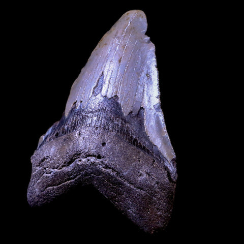 3.8" Quality Megalodon Shark Tooth Serrated Fossil Natural Miocene Age COA - Fossil Age Minerals