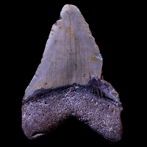 3.8" Quality Megalodon Shark Tooth Serrated Fossil Natural Miocene Age COA - Fossil Age Minerals