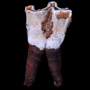 3.5" Woolly Rhinoceros Fossil Rooted Tooth Pleistocene Age Megafauna Russia COA