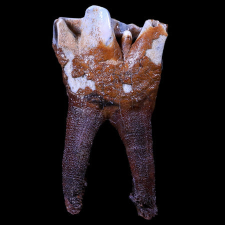 3.5" Woolly Rhinoceros Fossil Rooted Tooth Pleistocene Age Megafauna Russia COA