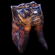 2.9" Woolly Rhinoceros Fossil Rooted Tooth Pleistocene Age Megafauna Russia COA