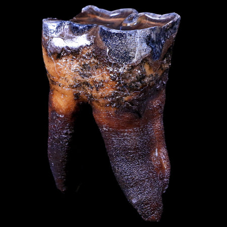 2.9" Woolly Rhinoceros Fossil Rooted Tooth Pleistocene Age Megafauna Russia COA