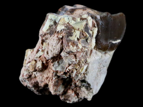 1.7" Running Rhino Hyracodon Nebrascensis Fossil Teeth Jaw SD Badlands COA - Fossil Age Minerals