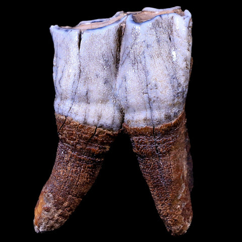 3.1" Woolly Rhinoceros Fossil Rooted Tooth Pleistocene Age Megafauna Russia COA - Fossil Age Minerals