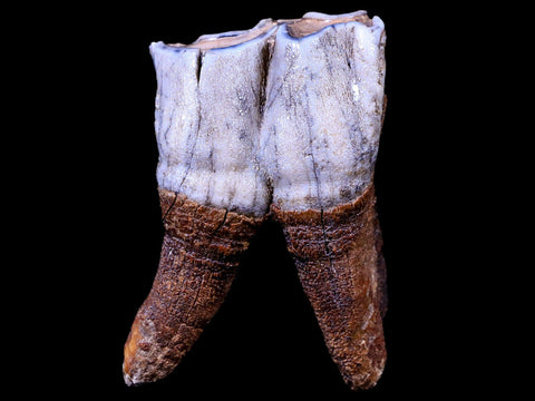 3.1" Woolly Rhinoceros Fossil Rooted Tooth Pleistocene Age Megafauna Russia COA - Fossil Age Minerals