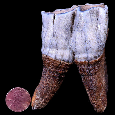 3.1" Woolly Rhinoceros Fossil Rooted Tooth Pleistocene Age Megafauna Russia COA - Fossil Age Minerals