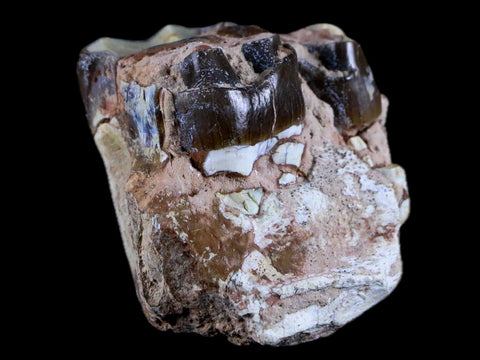 1.7" Running Rhino Hyracodon Nebrascensis Fossil Teeth Jaw SD Badlands COA - Fossil Age Minerals