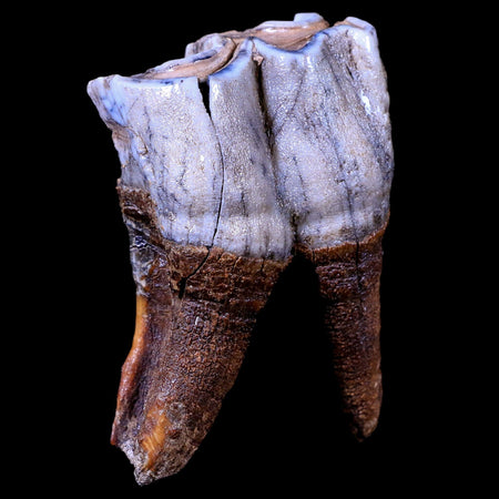 3.1" Woolly Rhinoceros Fossil Rooted Tooth Pleistocene Age Megafauna Russia COA