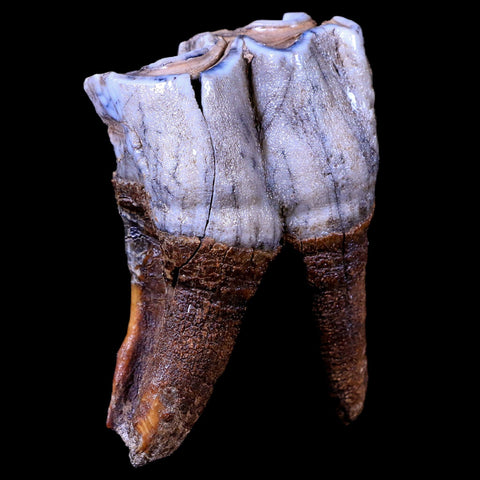3.1" Woolly Rhinoceros Fossil Rooted Tooth Pleistocene Age Megafauna Russia COA - Fossil Age Minerals